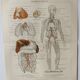 Anatomical Engraving - Human Blood Vessels - Original 1909 Poster