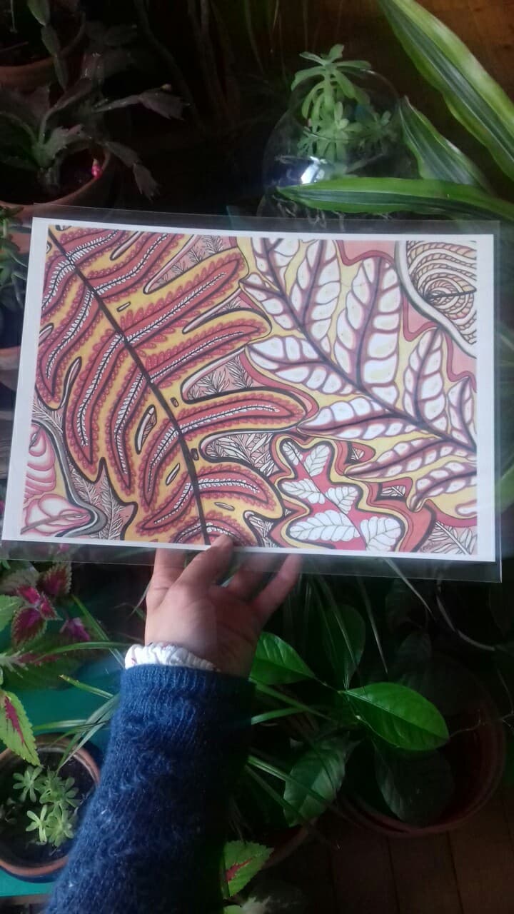"fern" vegetable illustration