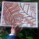 "fern" vegetable illustration