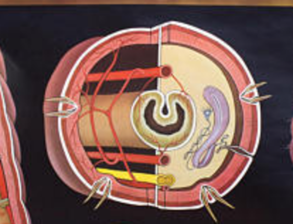 Affiche murale de l’école de Jung-Koch-Quentell erarthworm 1973