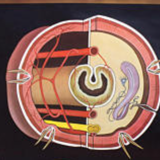 Poster wall of the school of Jung-Koch-Quentell erarthworm 1973