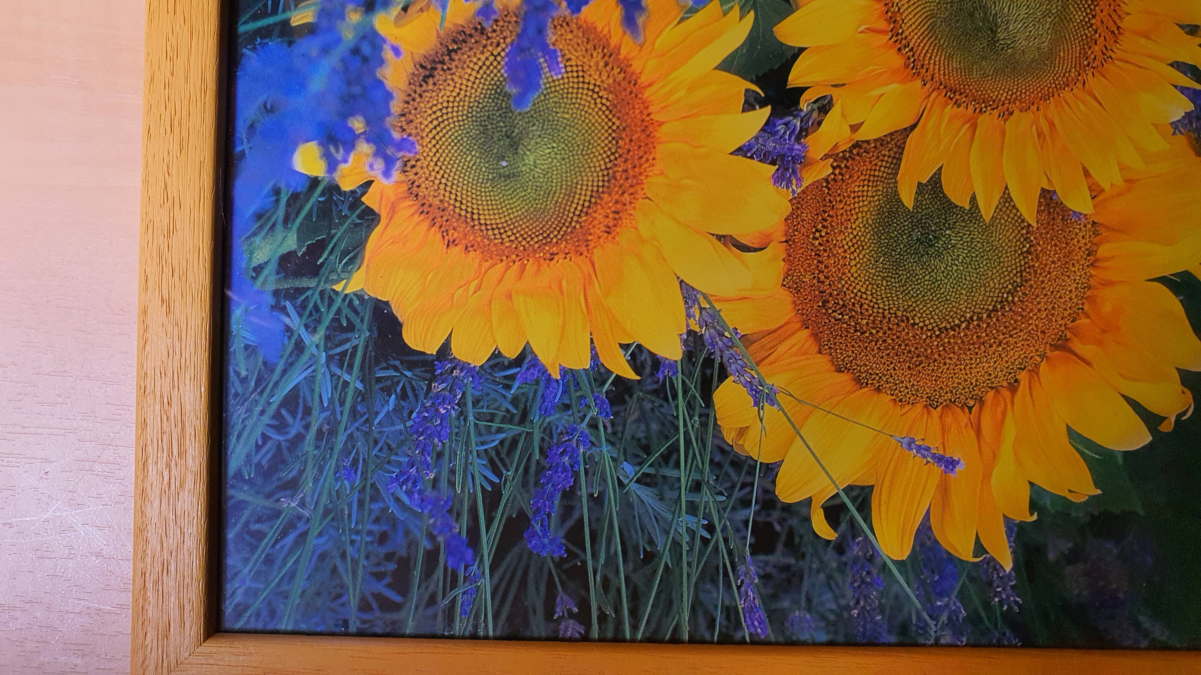 Photo under glass wooden frame, "sunflower and lavender"