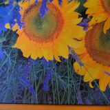 Photo under glass wooden frame, "sunflower and lavender"