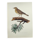 Planche ancienne oiseaux Années 1960 - Pipit des Arbres - Illustration zoologique et ornithologique
