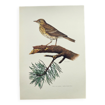 Old bird plate from the 1960s - Tree Pipit - Zoological and ornithological illustration