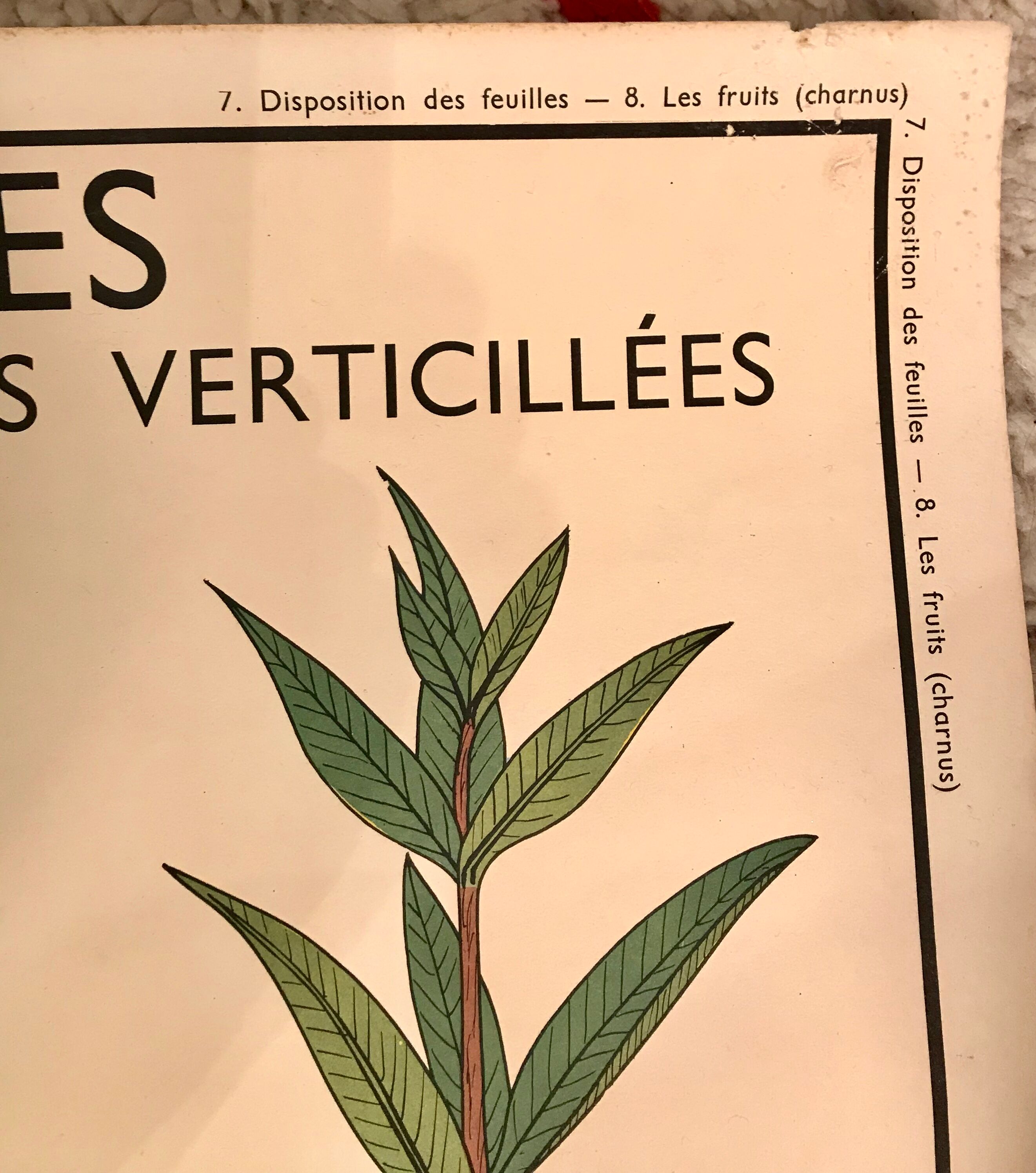 Displays educational fruit / leaves - Nightingale