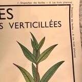 Displays educational fruit / leaves - Nightingale