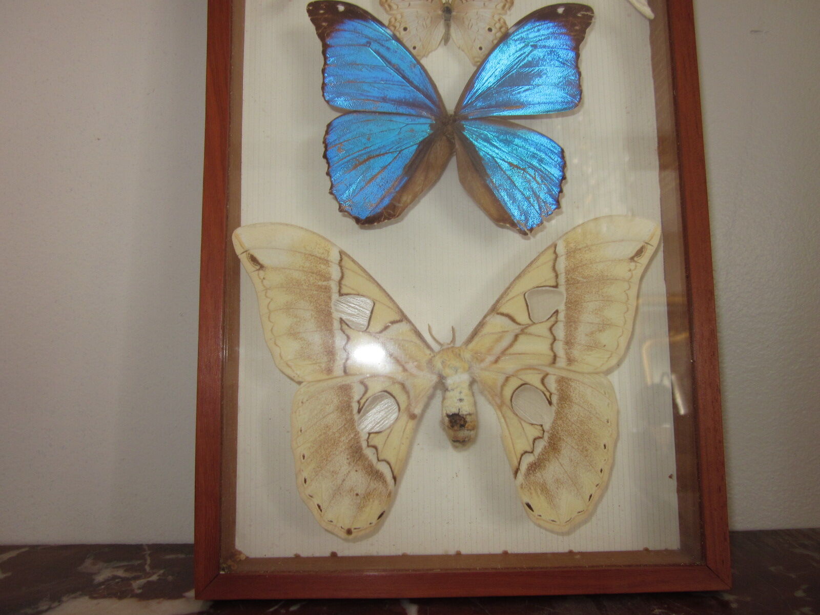 Frame butterflies under glass