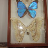 Frame butterflies under glass