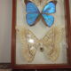 Frame butterflies under glass