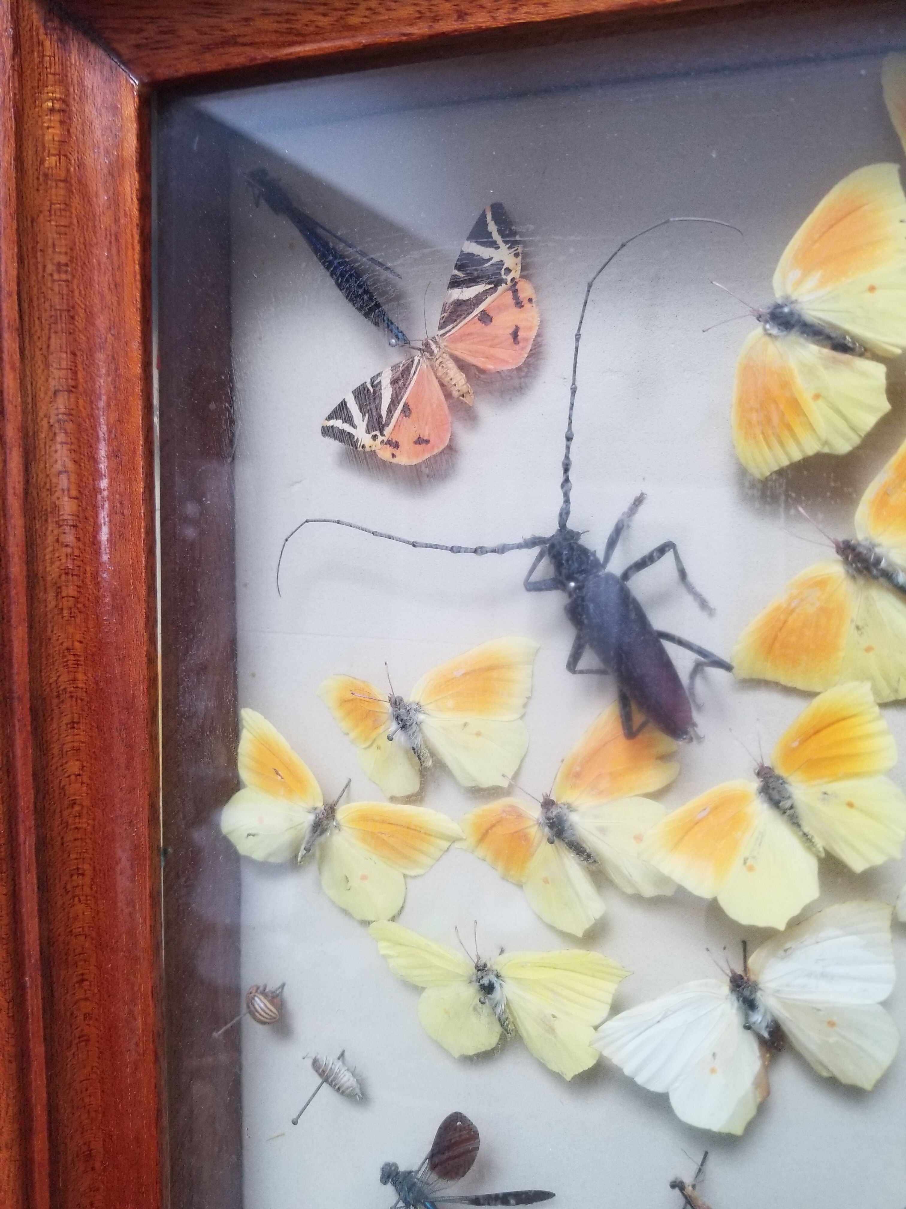 Vintage naturalized insect frame