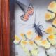 Vintage naturalized insect frame