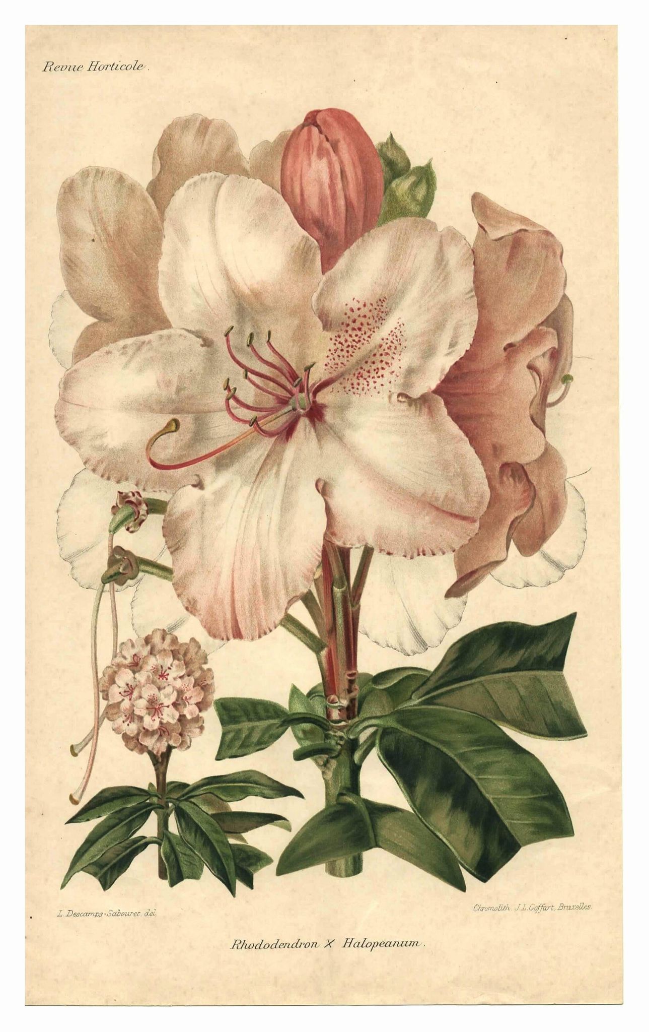 Botanical Print from 1896 by AL Clement, pina • Rhododendron X Halopeanum. • Old lithograph