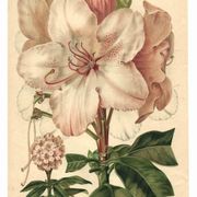 Botanical Print from 1896 by AL Clement, pina • Rhododendron X Halopeanum. • Old lithograph