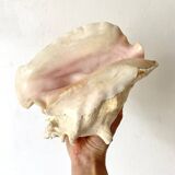 Large conch shell, giant conch