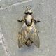 Vintage brass ashtray in the shape of a fly - Made in Italy