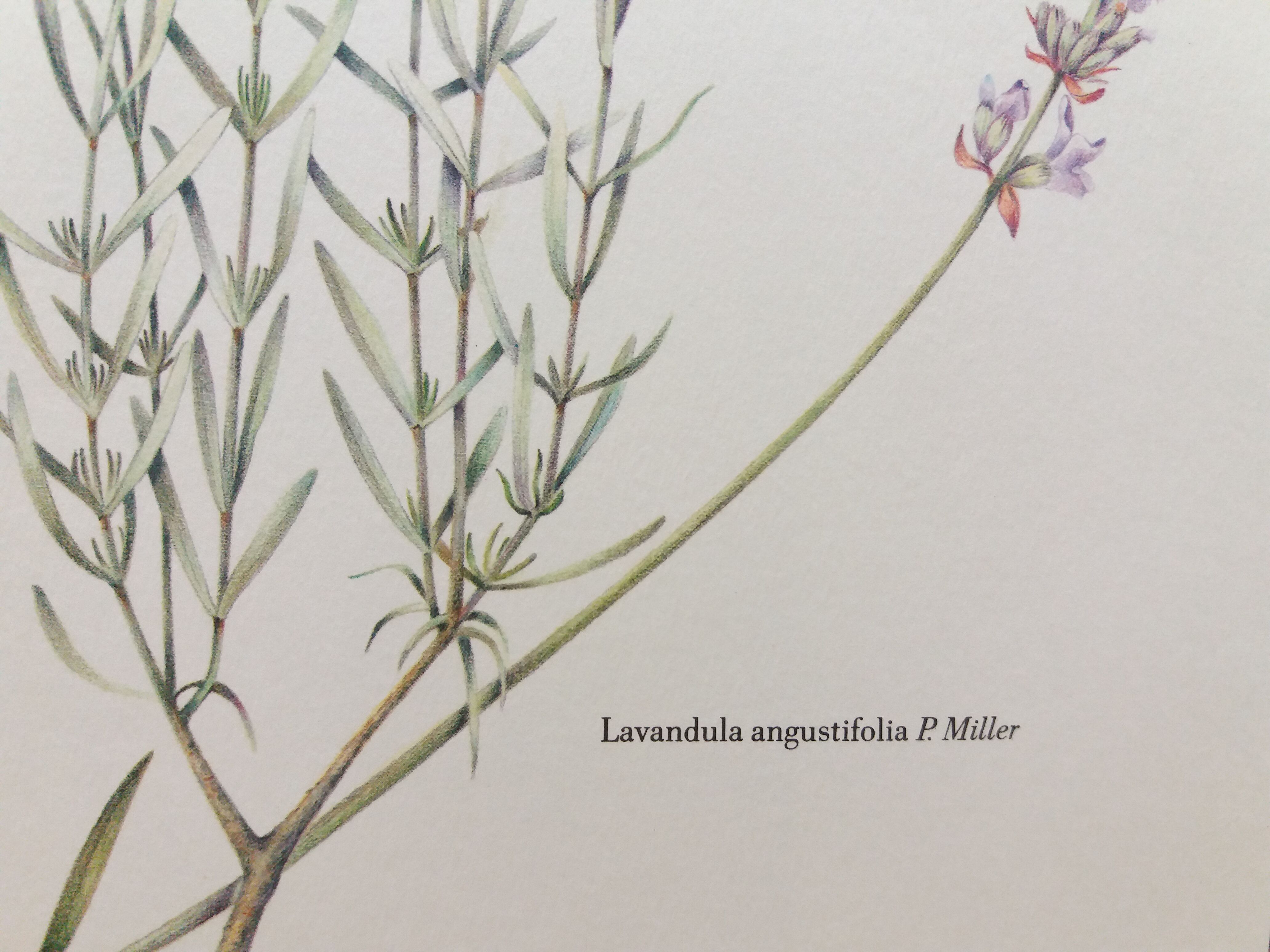 Lavender botanical plank