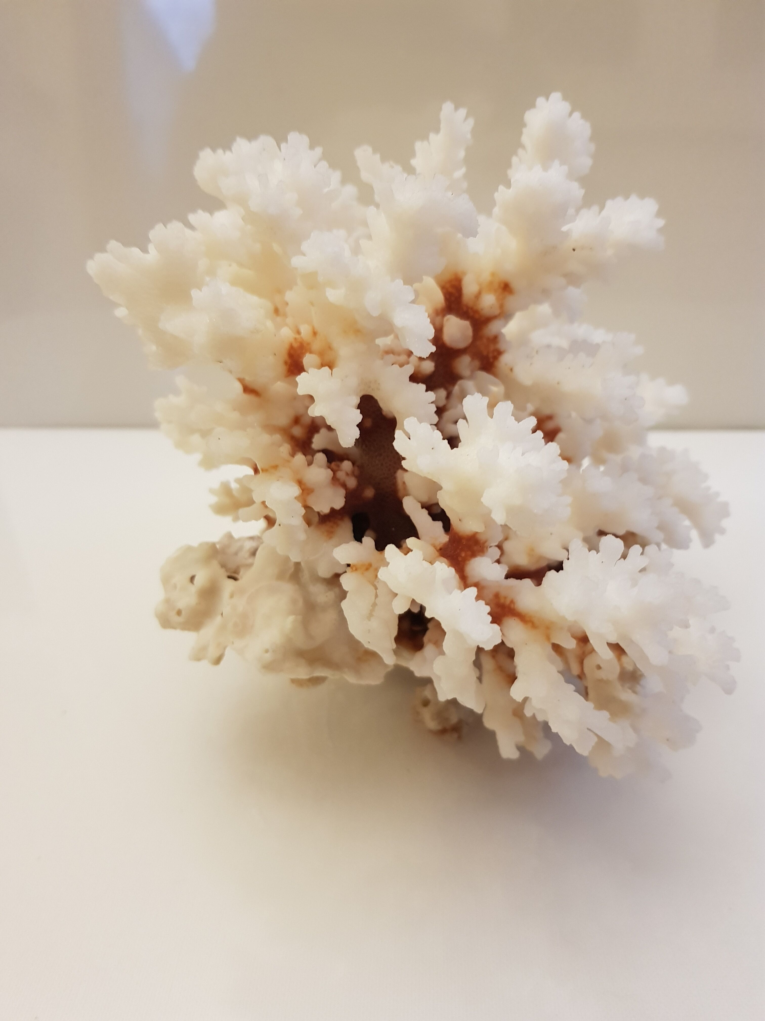 Coral 24 cm x 17