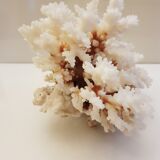 Coral 24 cm x 17