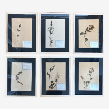 Set of 6 herbarium board 1929