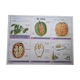 Old vintage botanical school poster 50 years 6 nuts sugar beet