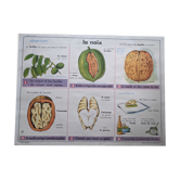 Old vintage botanical school poster 50 years 6 nuts sugar beet