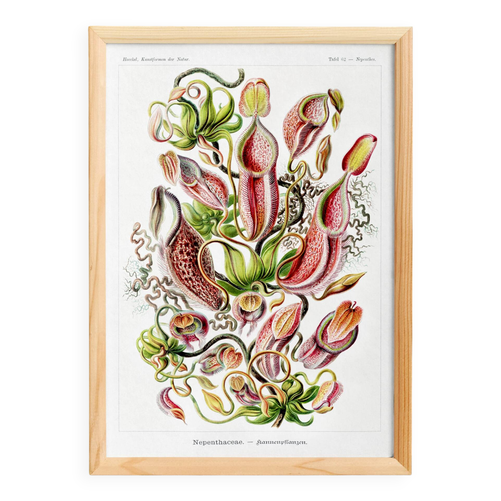 Poster about carnivorous plants, based on an old lithograph