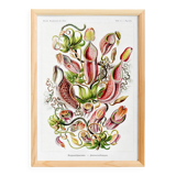 Poster about carnivorous plants, based on an old lithograph