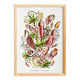 Affiche sur les plantes carnivores, d’après une lithographie ancienne