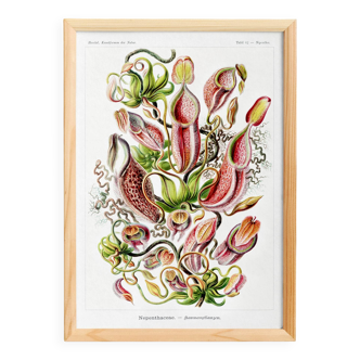 Poster about carnivorous plants, based on an old lithograph