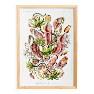 Poster about carnivorous plants, based on an old lithograph