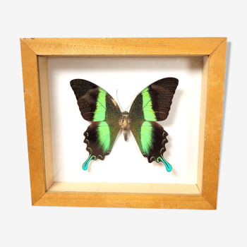 Cadre papillon Papilio blumei