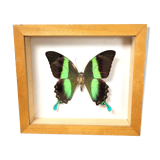 Butterfly frame Papilio blumei