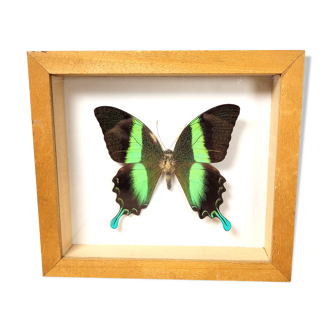 Butterfly frame Papilio blumei