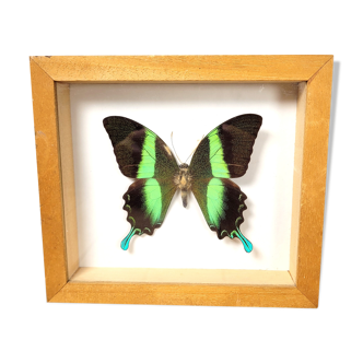 Cadre papillon Papilio blumei
