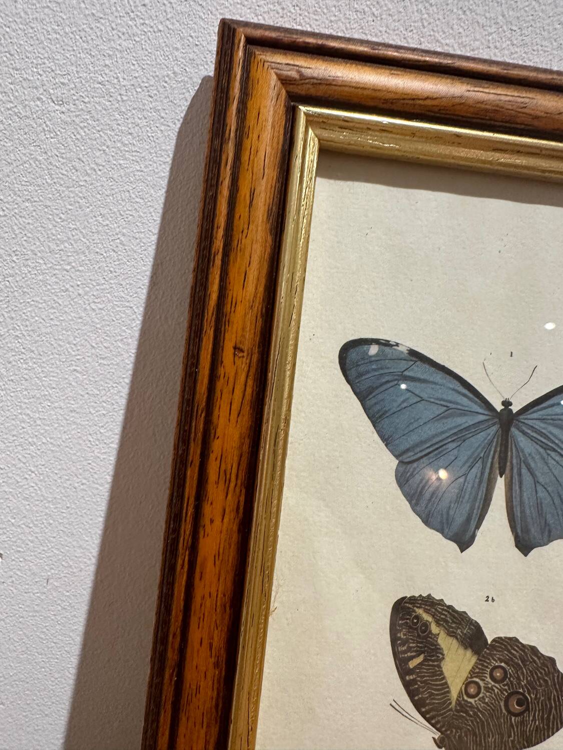Butterflies lithograph frame