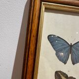 Butterflies lithograph frame