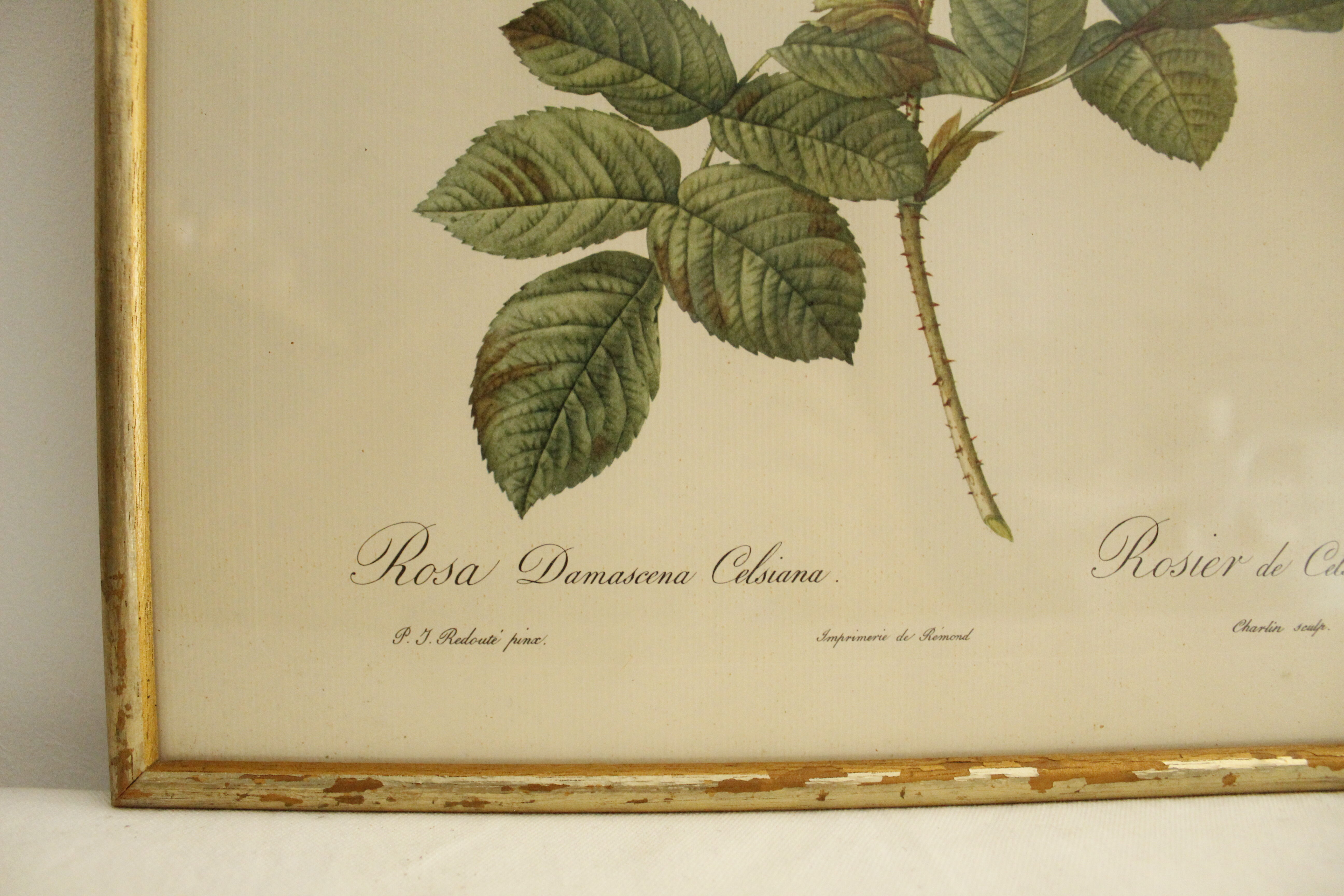 Lithographie JP Redouté encadrée - Rosier de Cels