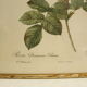 Lithographie JP Redouté encadrée - Rosier de Cels