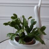 Ceramic swan planter pot cover 50s-60s