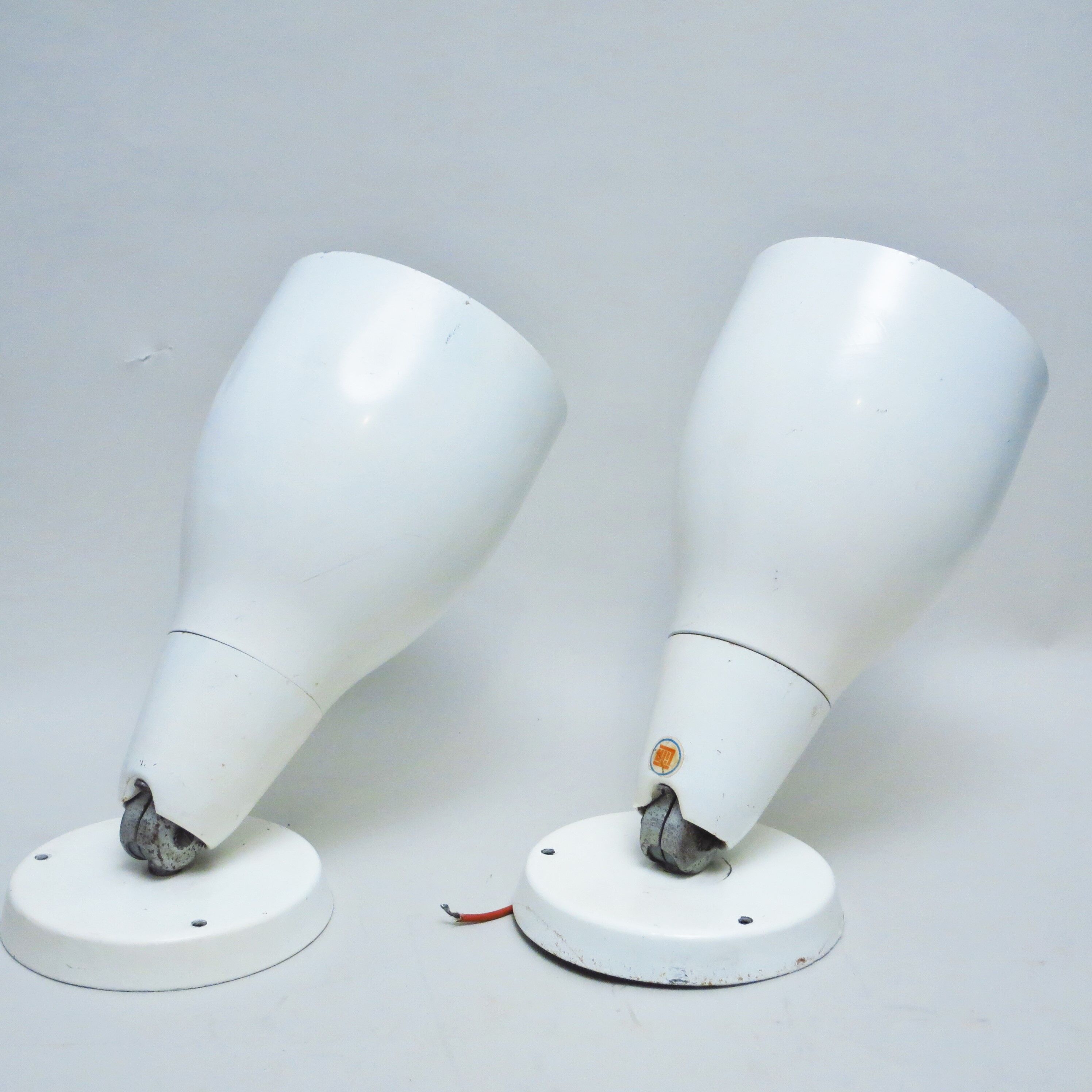 Pair of great white spots Lita