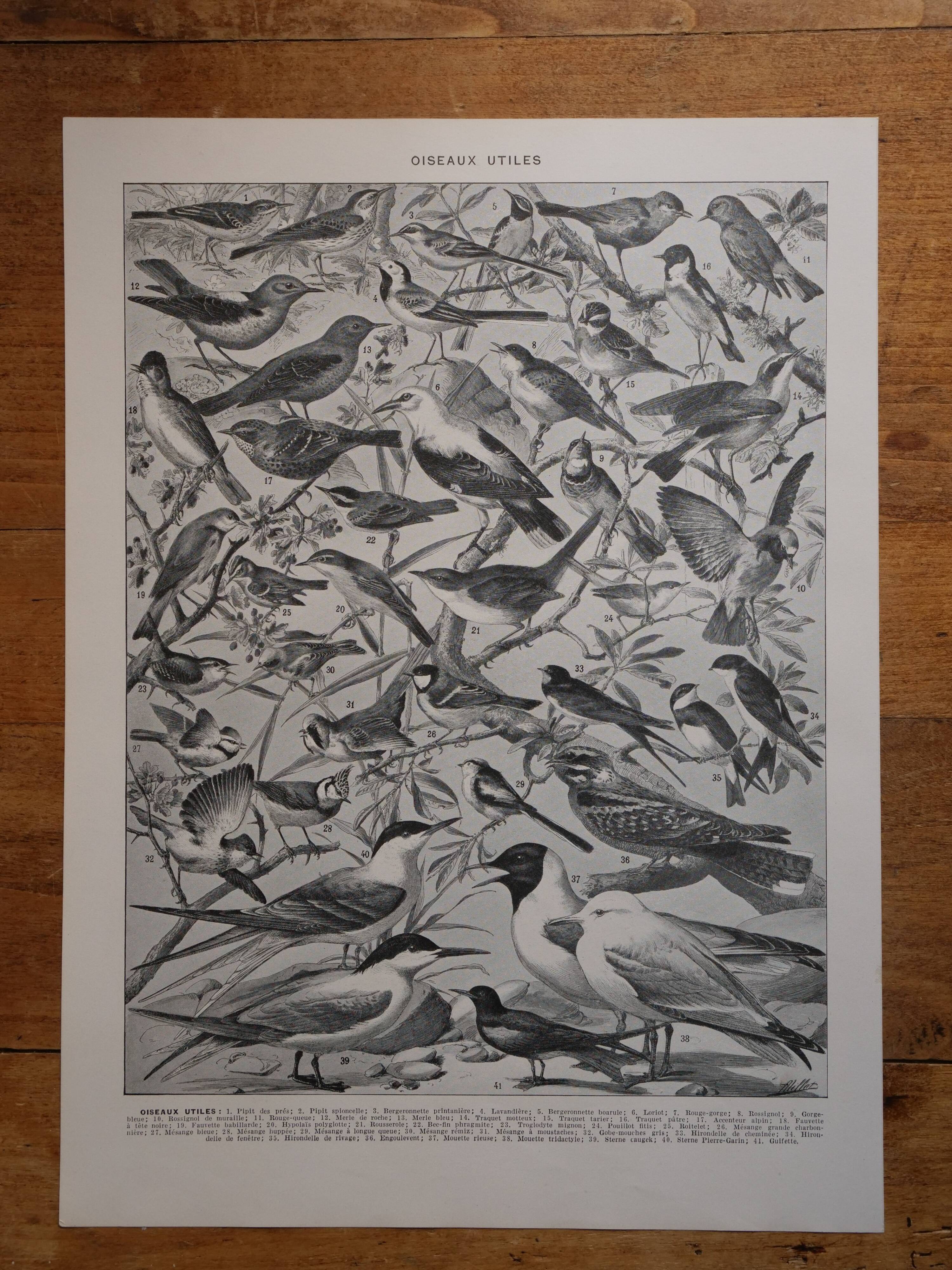 Original lithographs of birds of paradise and farmyard birds