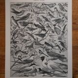 Lithographies originales sur les oiseaux de paradis et de basse-cour