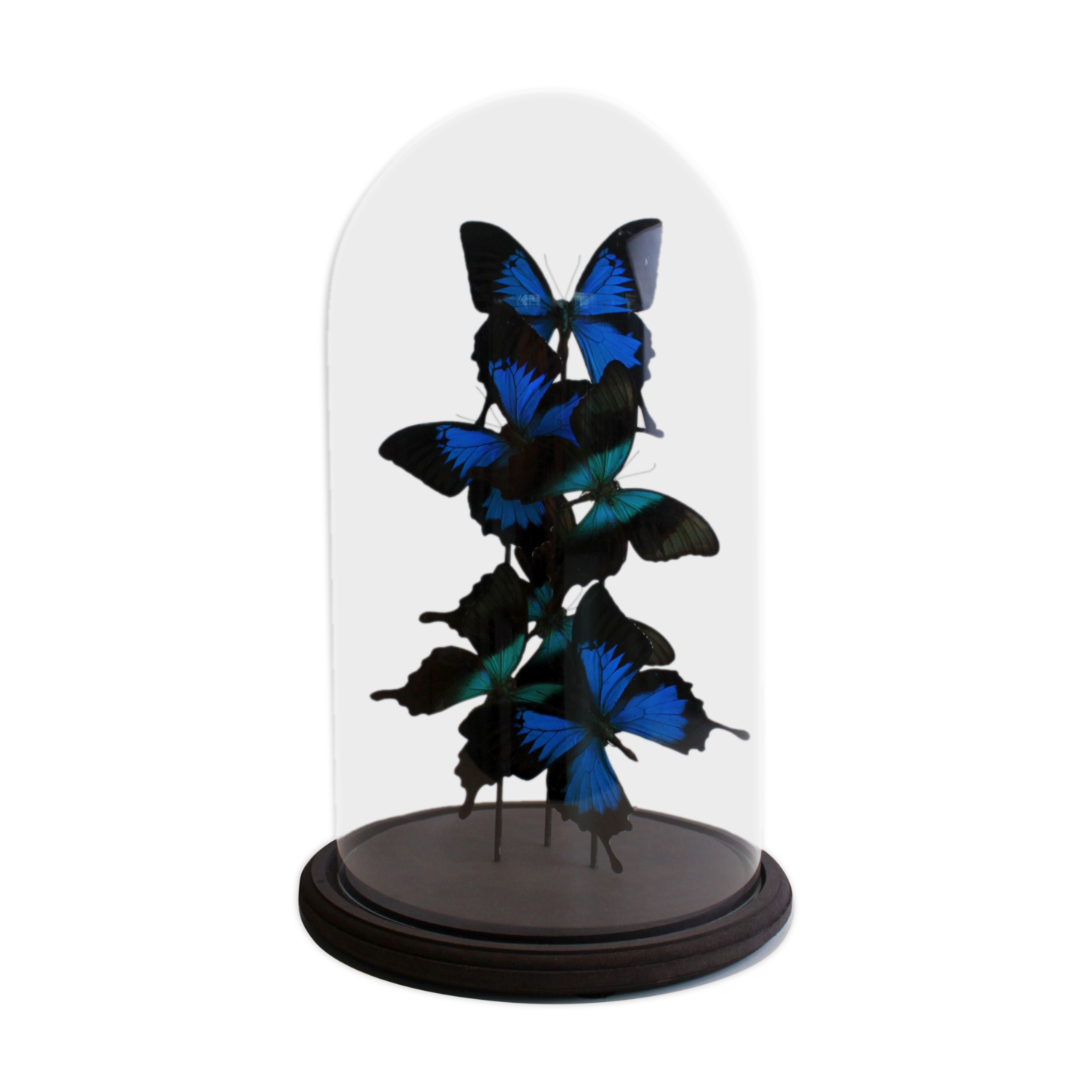 Flight of butterflies under globe