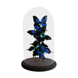 Flight of butterflies under globe