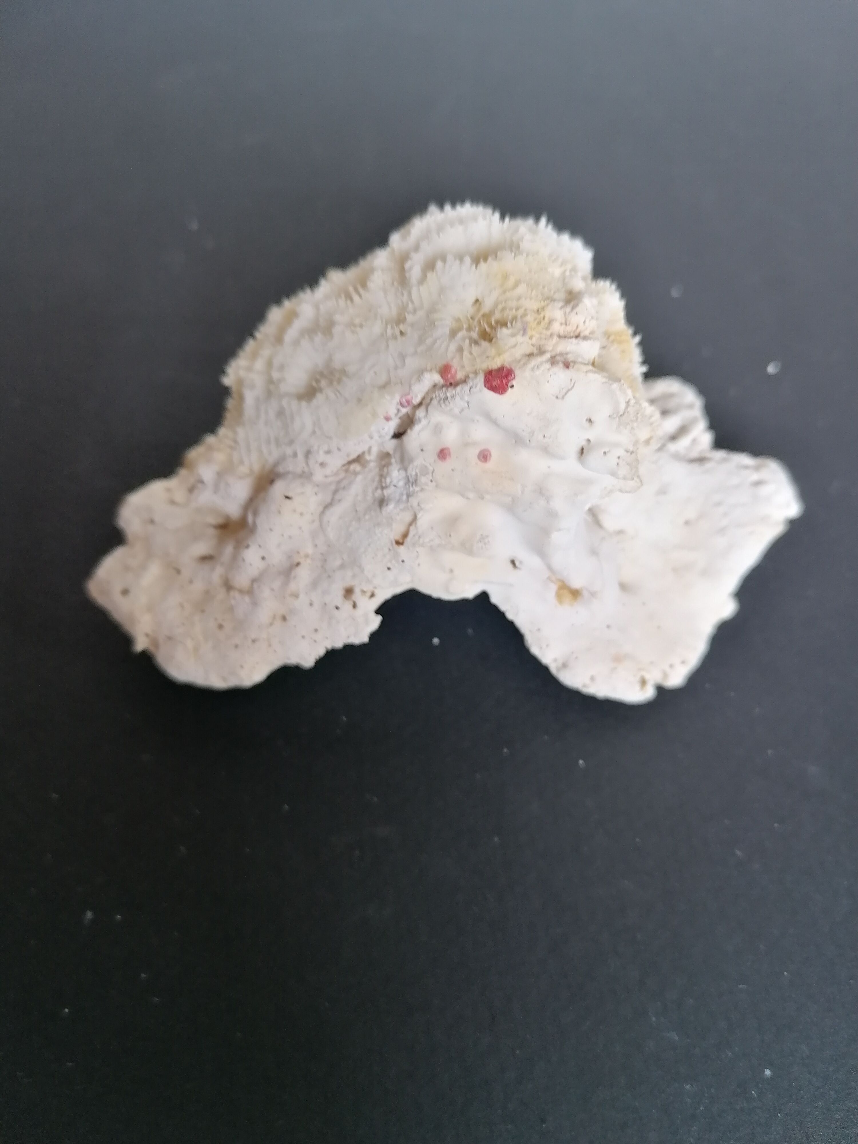 Authentic coral 10x6 cm