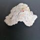 Authentic coral 10x6 cm
