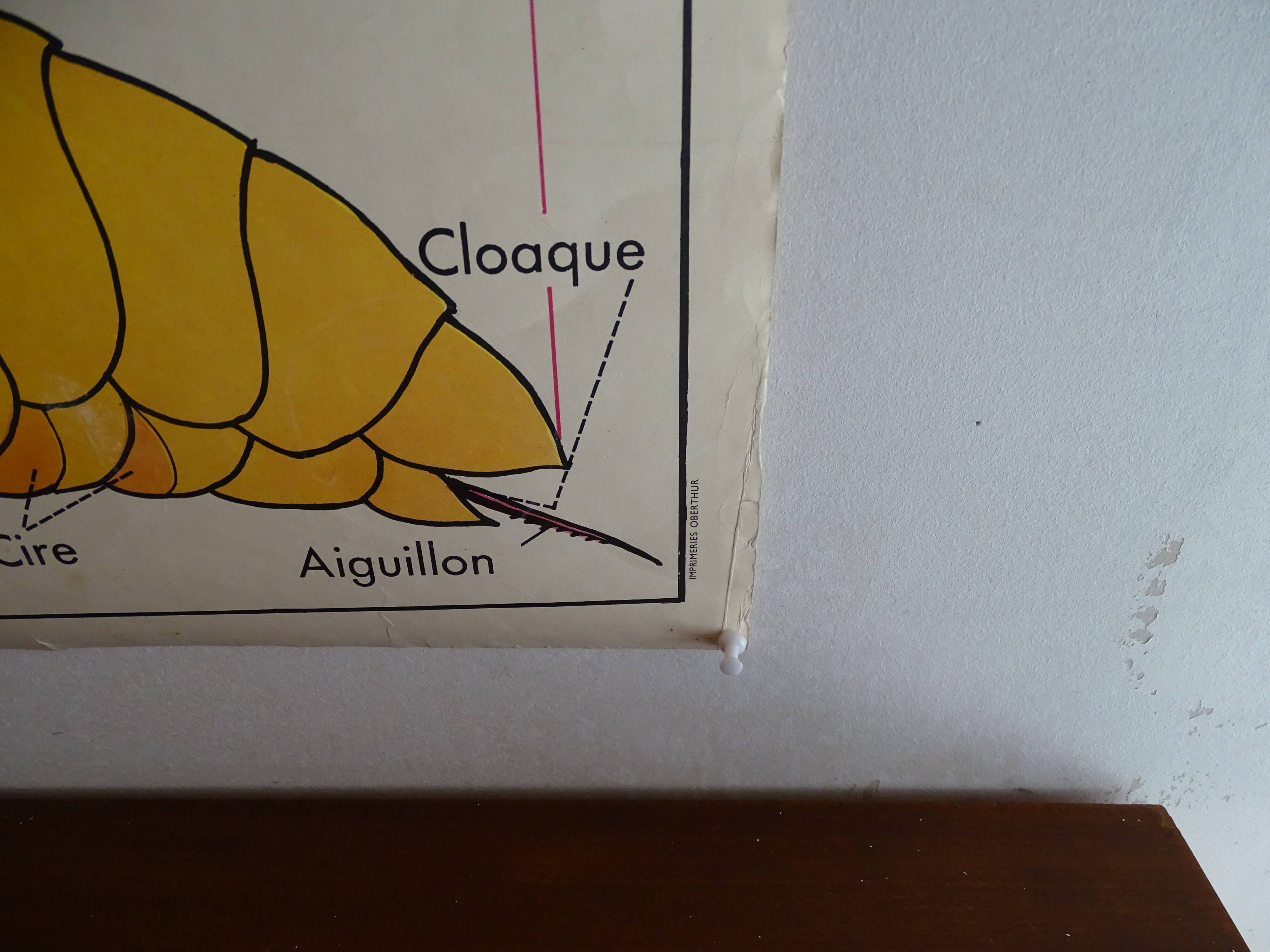 School poster on both sides anatomy fish and bee. Edition MDI.1964