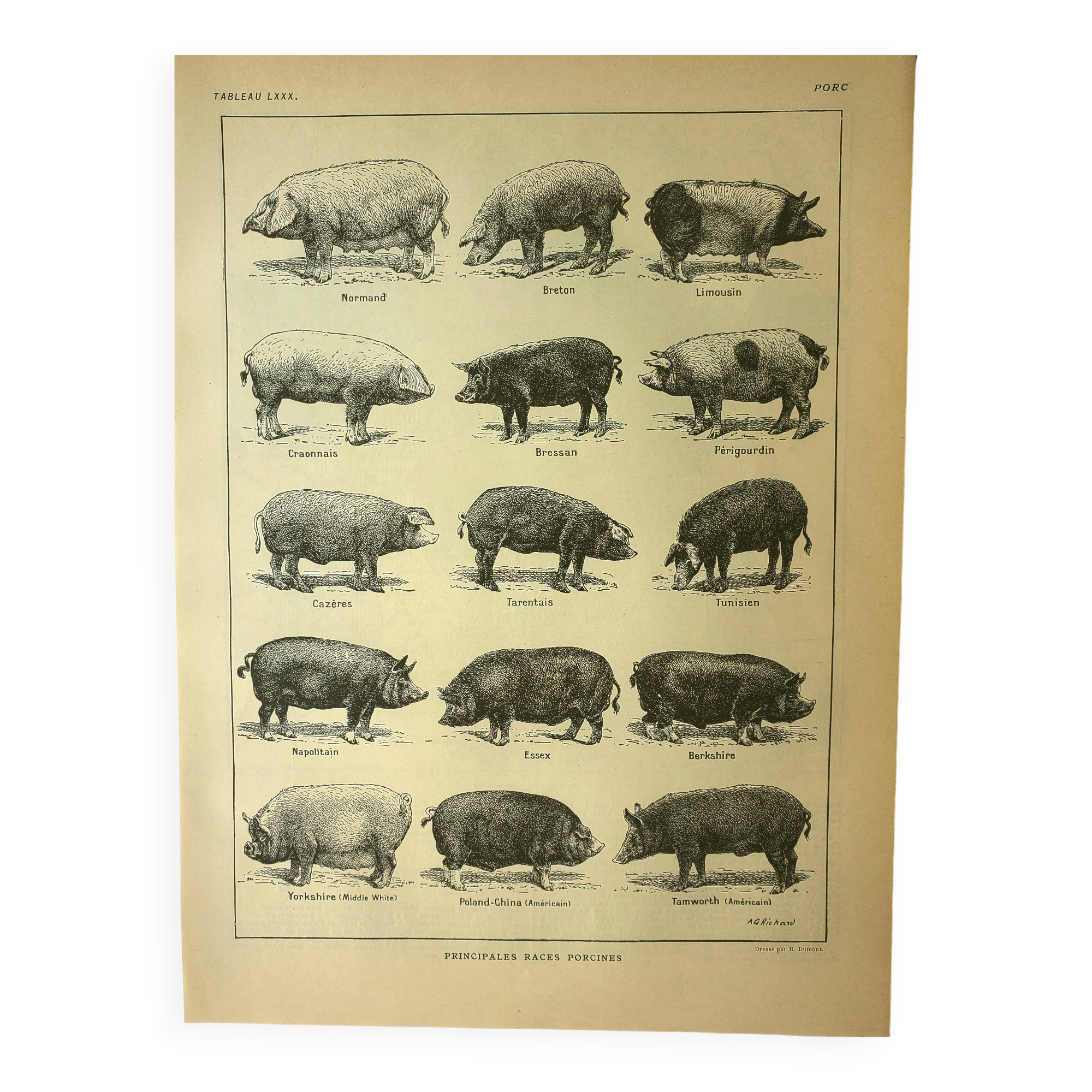 Antique lithograph 1921 by A. Richard - Pig - Farm animal. Engraving