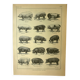 Antique lithograph 1921 by A. Richard - Pig - Farm animal. Engraving